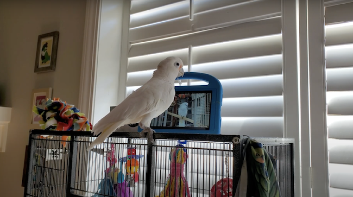 Parrots in captivity seem to enjoy video-chatting with their friends on Messenger