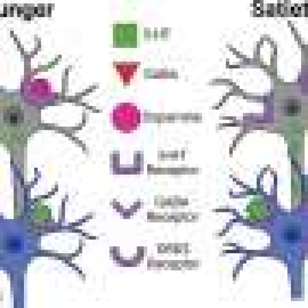 Study reveals brain’s role in starting meals through GABA, dopamine